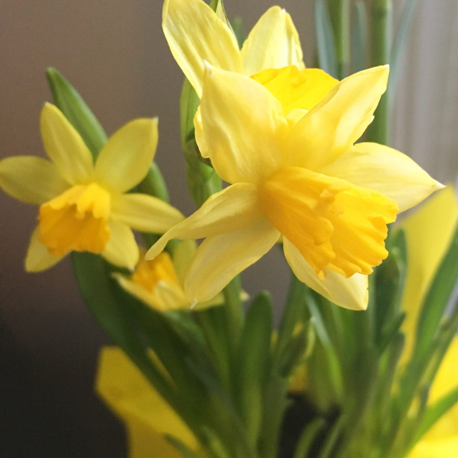 Daffodils-933x1024