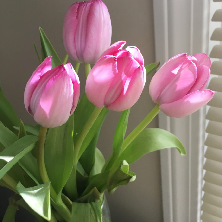 Easter-tulips-923x1024