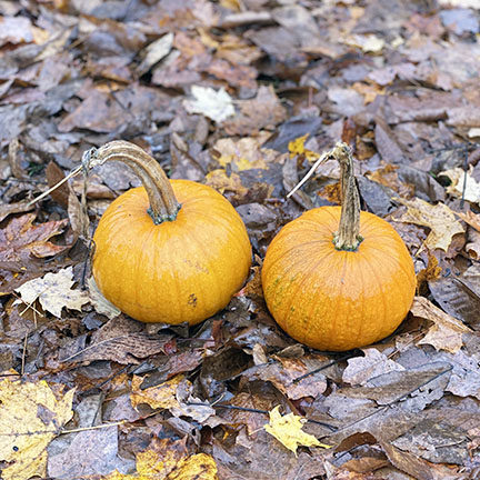 Two pumpkins sitting in a bed of fall leaves, fall foliage
