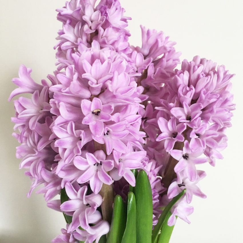 Spring-Hyacinth-850x1024