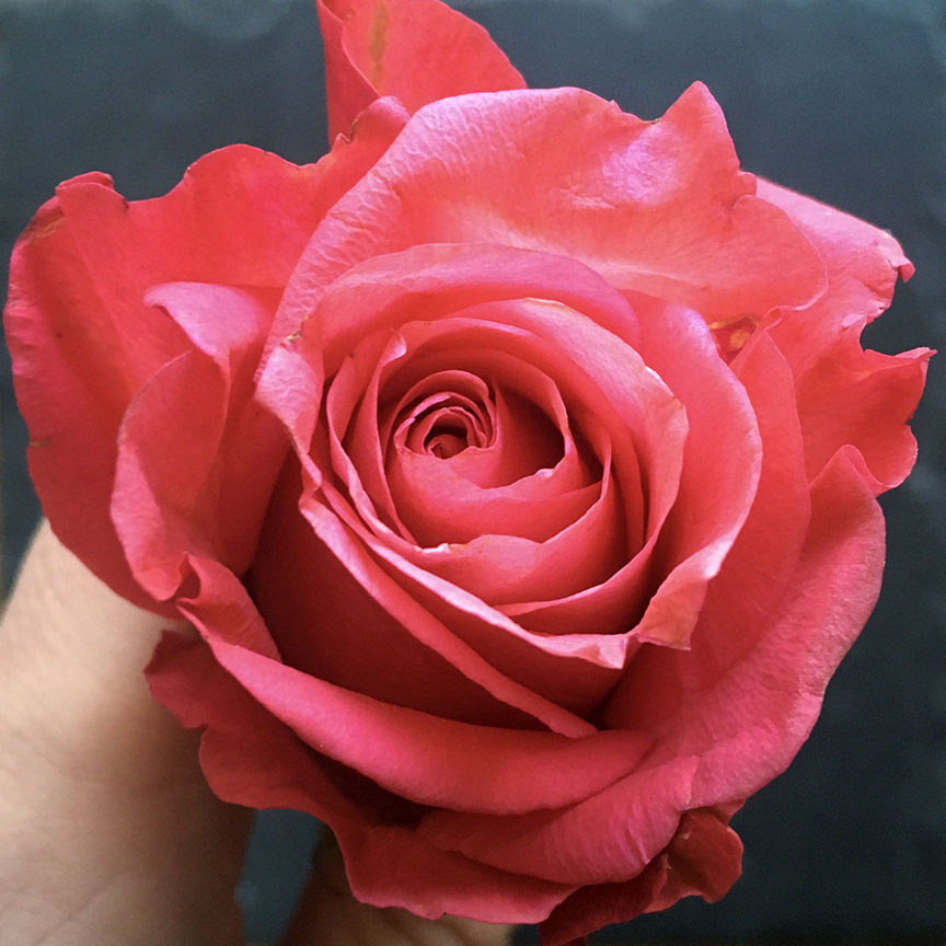 Valentine-Rose